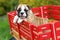 English Bulldog Puppy Standing on Red Wagon