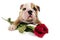 English bulldog puppy with valentine rose.