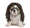 English bulldog puppy wearing a dreadlocks wig and glasses