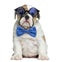 English bulldog puppy wearing glasses and a bow tie