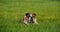 English bulldog resting on the grass.