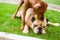 English bulldog and rhodesian ridgeback playing