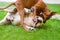 English bulldog and rhodesian ridgeback playing