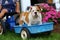 English Bulldog riding in blue toy wagon