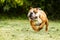 English Bulldog Running Toward The Camera