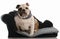 English bulldog sitting on dog bed
