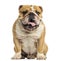 English Bulldog sitting, panting, isolated