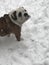 English Bulldog Snow Day