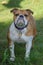 An english bulldog standing in a grassy lawn