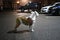 English Bulldog standing at parking at night