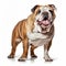 English Bulldog Standing On White Background - Full Body Isolated Dog