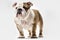 English bulldog standing on a white isolated background. The pet looks straight to the camera. Advertising illustration.