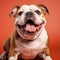 English Bulldog stands out on a striking orange canvas, capturing its distinctive muscular build and loyal demeanor