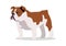 English Bulldog Vector Flat Design Illustration