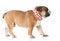 english bulldog walking