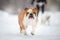 English Bulldog walking on winter