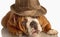 English bulldog wearing fedora