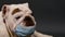 English Bulldog wearing medical mask