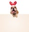 English bulldog wearing reindeer horns for christmas standing on