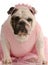 English bulldog wearing a tutu