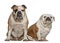 English bulldogs, 5 years old