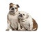 English bulldogs, 5 years old, sitting