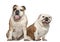 English bulldogs, 5 years old, sitting