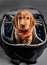 English cocer spaniel dog sleep in photographer backpack with lens