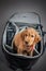 English cocer spaniel dog sleep in photographer backpack with lens
