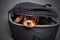 English cocker spaniel dog sleep in photographer backpack with lens