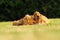 English Cocker Spaniel, golden puppy playing with his mother on green grass. Little golden puppy at play