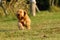 English Cocker Spaniel, golden puppy playing. Little golden puppy at play in the garden. Little puppy running and playing