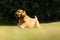 English Cocker Spaniel, golden puppy playing with a sunflower flower. Little golden puppy at play in the garden. Little puppy