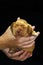 English Cocker Spaniel, golden puppy week in hands. Little golden cocker Spaniel.Small puppy in the palms