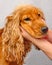 English Cocker Spaniel head close-up. hands hold the dog`s head.