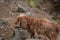 English cocker spaniel in himachal