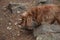 English cocker spaniel in himachal