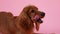 English Cocker Spaniel lies and licks its lips in the studio on a pink background. Soap bubbles fly around the pet. Slow