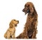 English Cocker spaniel puppy looking up at an Irish setter