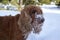 English cocker spaniel`s muzzle in the snow