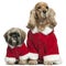 English Cocker Spaniel and Shih Tzu in Santa