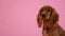 English Cocker Spaniel sits in the studio on a pink background. Soap bubbles fly around the dog, which she watches