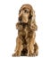 English Cocker Spaniel sitting, looking distrustful, isolated