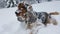 English cocker spaniel in snow