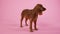 An English Cocker Spaniel stands in full growth in the studio on a pink background. Soap bubbles fly around the dog