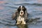 English Cocker Spaniel stands in the water. Color black and white with tan.