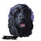 English cocker spaniel working Black breed of gun dog digital art illustration of cute canine animal. Working-dog form of Field