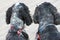 English Cocker Spaniels