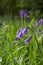 English Common Bluebell Hyacinthoides non-scripta