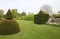An English country garden with rounded topiary bushes with a conical top